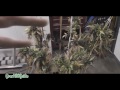 Outdoor Cannabis: Harvest Part 6