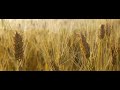 Relaxing Instrumental Music - slow soft peaceful - relaxdaily N°071