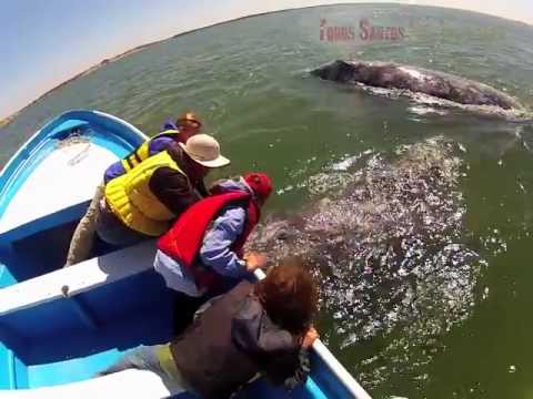 Whale Watching in Magdalena Bay