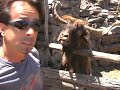 Man argues with spitting goat