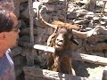 Man argues with spitting goat