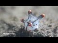 Video of White Pikachu Nudibranch