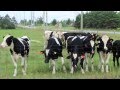 牛 Cows & Cow black & white Holstein and all black cow came to say Hi.