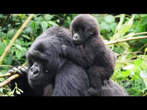Rwanda Gorilla Adventure