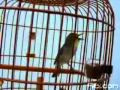 Burung Kacamata - You Tube 3gp