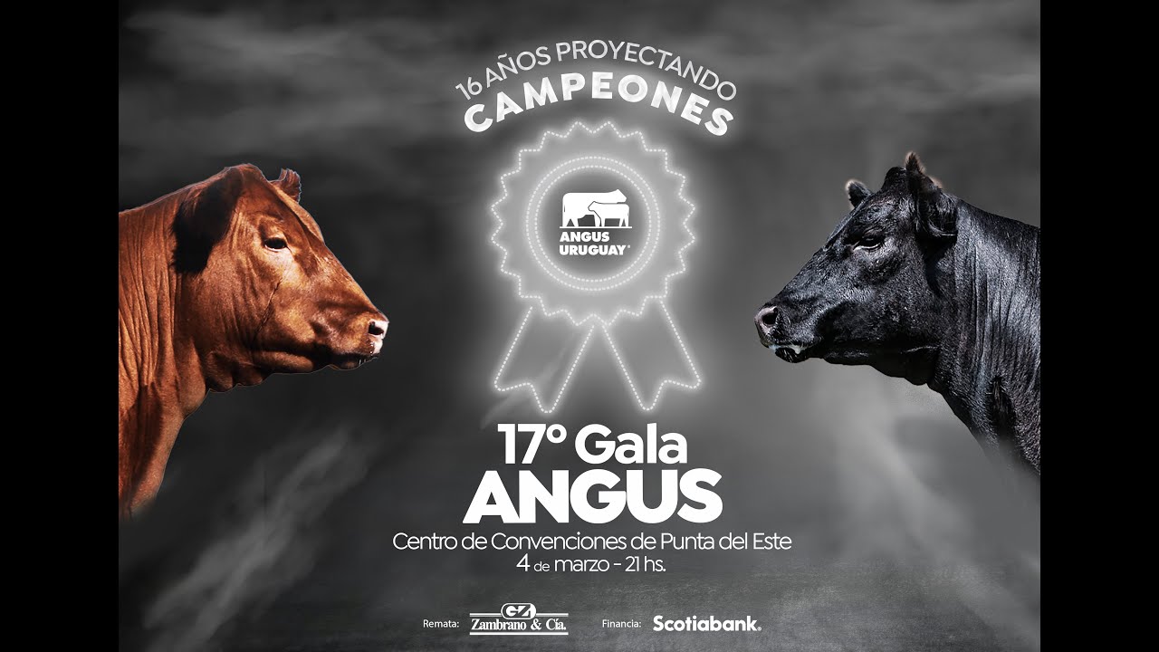 Video Galeria Angus Uruguay