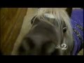 Owner says man sexually abused her miniature horses