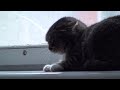 Cat hits angry cat - Kaķis sit traku kaķi