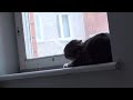 Cat hits angry cat - Kaķis sit traku kaķi