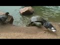 Tortoise Eats Pigeon