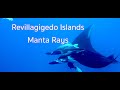 Revillagigedo Islands Manta Rays | Cephalopterus manta