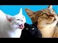 Kitty Perry - Official Cats Cover to ET by Katy Perry