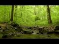 Relaxing HD Nature Scene #3: 60 minutes of Woodland Ambience with Birds & Trickling Stream Sounds
