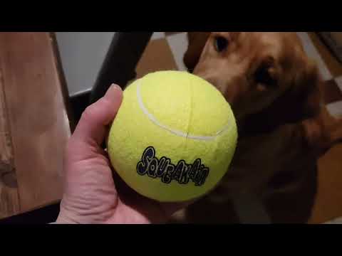 Jouet kong Air Squeaker Tennis Bulk Ball XL pour chien