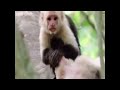 elinika ke kipriaka zoa #1 parody