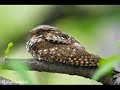 Little Bird Little bird (fly through my window)