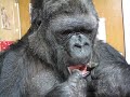 Koko Responds to a Sad Movie