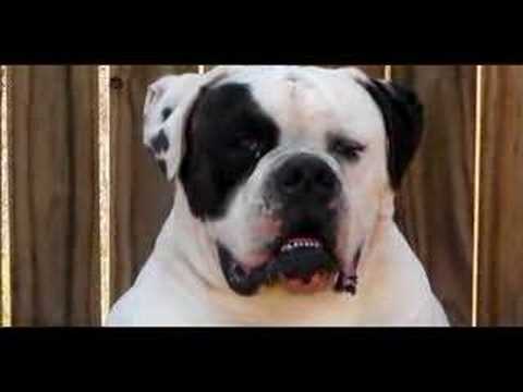 johnsons american bulldog. 100% Johnson American Bulldog