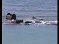 Tsunami 2004 Colombo, 20 minutes nonstop video. 2004年海啸科伦坡20