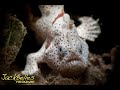 Painted frogfish behaviour video | Painted frogfish