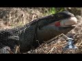 Predators of Alligators 0101 - Monitors - Dangerous Animals