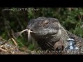 Predators of Alligators 0101 - Monitors - Dangerous Animals