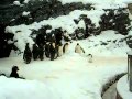 Un pingouin sous ectasie ? Ce bebe pingouin est en pleine trans quand la neige tombe !