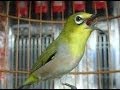 Kicau burung pleci yang bagus