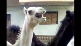 Camelo imita na perfeição Peter Griffin