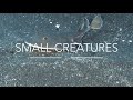 Small Creatures | 