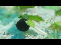 Video of boxfish 