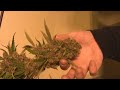 tokin daily: purple erkle in the flower room