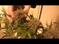 tokin daily: purple erkle in the flower room