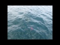 BC Sports Fishing - salmon & halibut, Port Renfrew