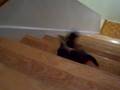 Deux chatons montent les escaliers quand l un des deux chute et descend jusqu en bas
