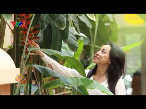 Đem cây xanh vào phòng ngủ như thế nào?