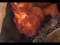 Video of Giant Frogfish