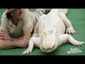 Rare Blue Eyed Albino Alligator