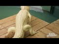 Rare Blue Eyed Albino Alligator