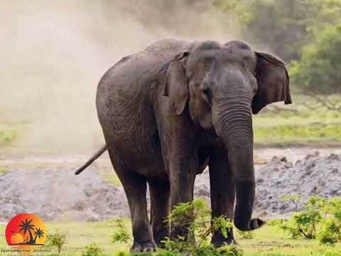 Sri Lanka Family Treasures – 10