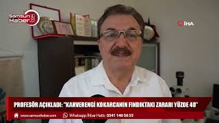 Profesör açıkladı: "Kahverengi kokarcanın fındıktaki zararı yüzde 40”