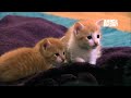 Kittens Make Friends with Guinea Pig | Too Cute
