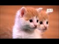 Kittens Make Friends with Guinea Pig | Too Cute