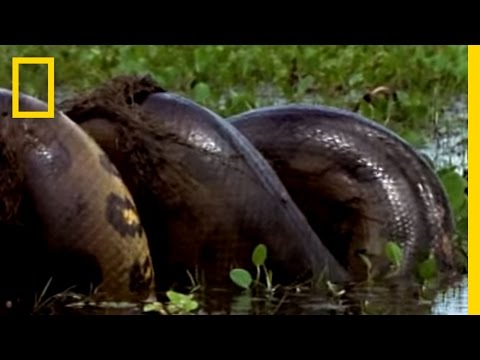 Anaconda vs. Mammal