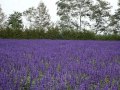 「北海道 観光」大自然満喫の旅⑫ ファーム富田~富良野~ ...