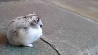 hamster cleaning itself