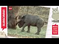 Uzoo University: Remarkable Rhinos