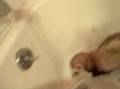 Ferret does the dishes Ferret does the dishes