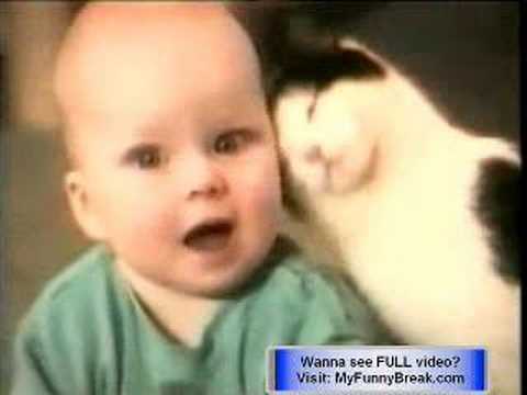 funny cats video. free funny cat videos