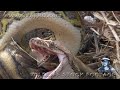 Python eats Bird 01 - Python Eats Bird Alive